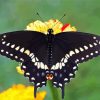 Black Swallowtail paint by number