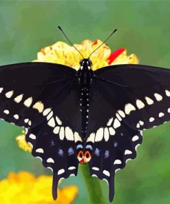 Black Swallowtail paint by number