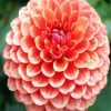 Blooming Dahlia Flower paint by number