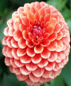 Blooming Dahlia Flower paint by number