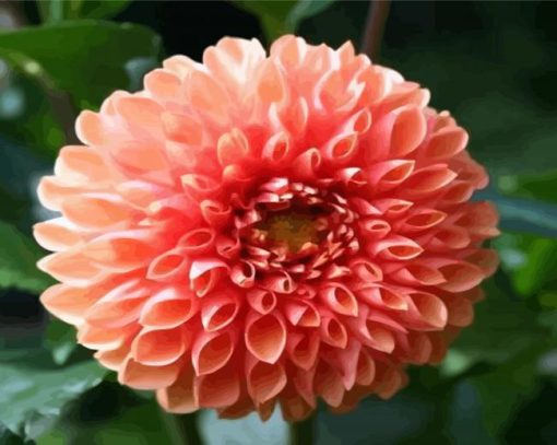 Blooming Dahlia paint by number