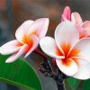 Blooming Plumeria paint by number