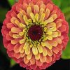 Blooming Zinnia paint by number