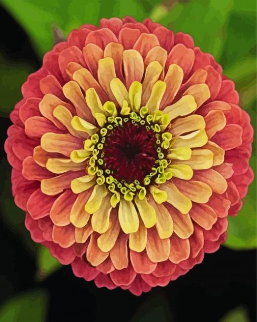 Blooming Zinnia paint by number