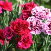 Blooming Carnations Flowers paint by number