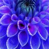 Blue Dahlia paint by numbers