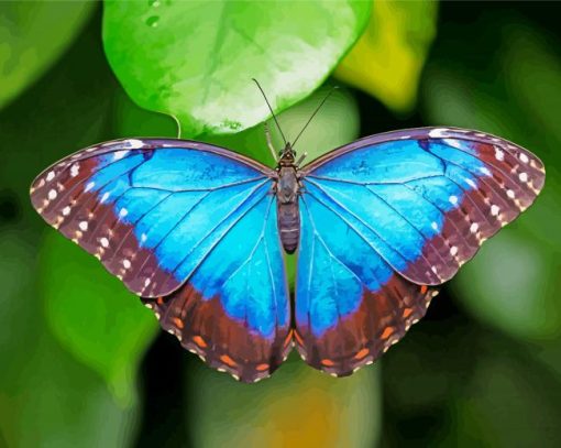 Blue Morpho Butterfly paint by number