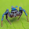Blue Spider paint by number