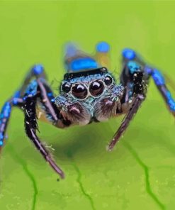 Blue Spider paint by number