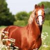 Brown Morgan Horse paint by numbers