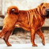 Brown Shar Pei Dog paint by number