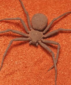 Brown Spider Insect paint by number