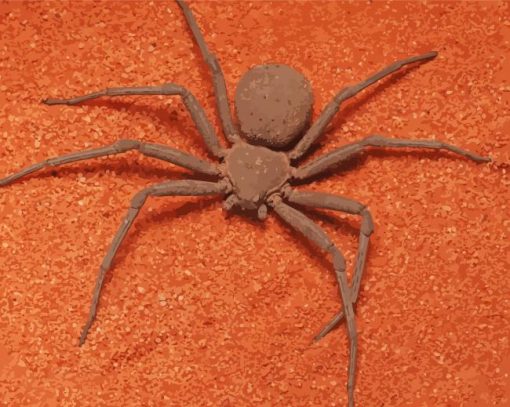 Brown Spider Insect paint by number
