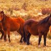 Brumby Horses Herd paint by number