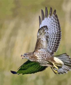Buzzard Bird Flying paint by numbers