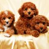 Cavoodle Dogs Family paint by number