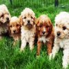 Cavoodle Puppies paint by numbers