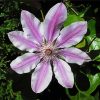 Clematis Flowering Plant paint by number