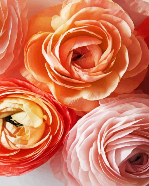 Close Up Ranunculus paint by number