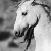Close Up Black And White Brumby paint by number
