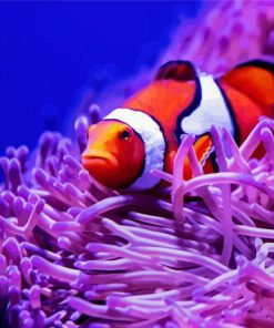 Clown Fish And Anemones paint by numbers