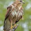 Common Buzzard paint by number