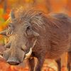 Common Warthog Animal paint by numbers