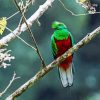 Crested Quetzal Bird paint by number
