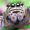 Cute Spider paint by numbers