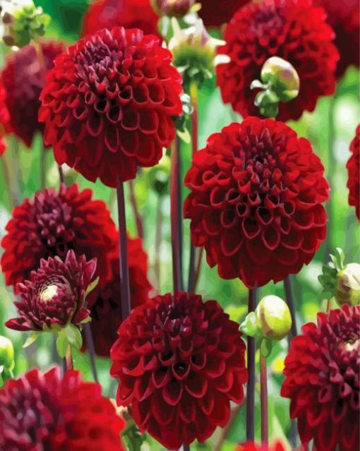 Dark Red Dahlias paint by numbers