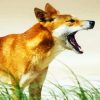 Dingo Australian Dog paint by number