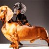Doxie Daschsund Dogs paint by number