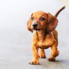 Doxie Dachsund Puppy Animal paint by numbers