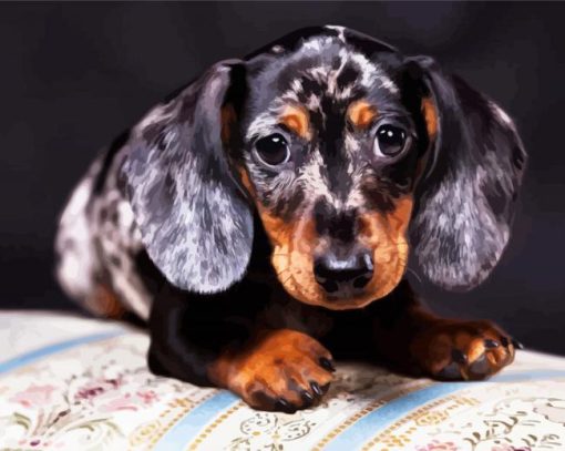 Doxie Dachsund Puppy paint by numbers