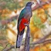 Eared Quetzal Bird paint by numbers