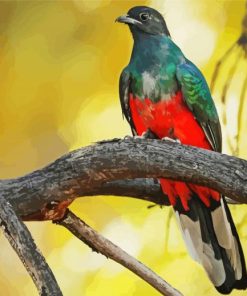 Eared Quetzal Bird paint by numbers