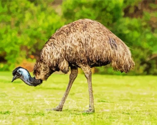Emus Animal paint by numbers