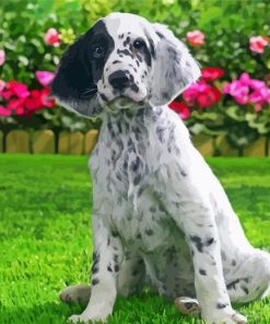 English Setter Dog paint by numbers