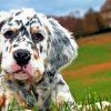 English Setter Puppy paint by numbers