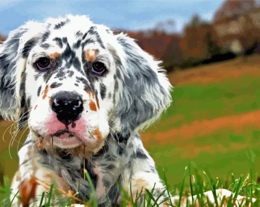 English Setter Puppy paint by numbers