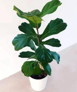 Ficus Lyrata Plant Plot paint by numbers
