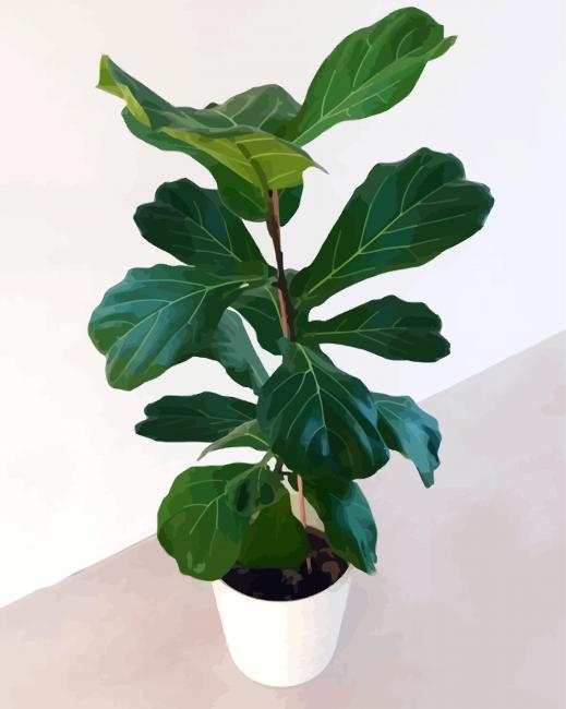 Ficus Lyrata Plant Plot paint by numbers