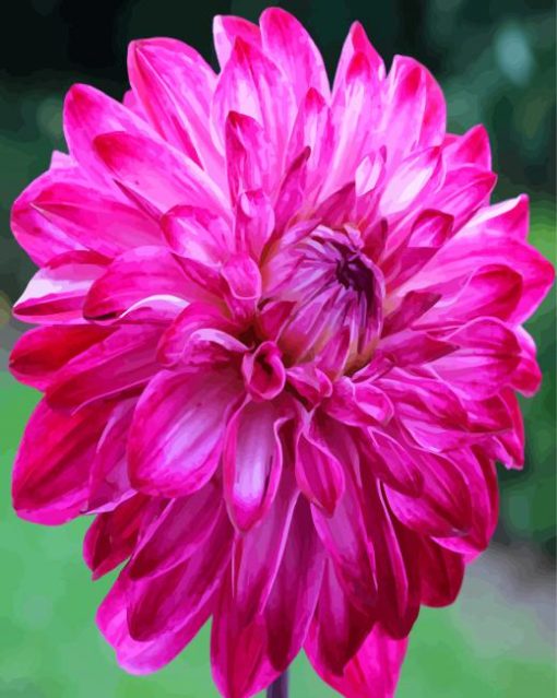 Fuchsia Dahlia Flower paint by number