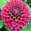 Fuchsia Flower Dahlia paint by number