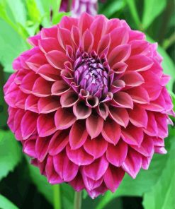 Fuchsia Flower Dahlia paint by number