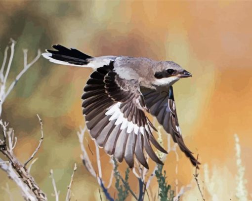 Great Grey Shrike Bird paint by numbers