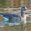 Greater White Fronted Goose paint by numbers