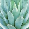 Green Agave Plant paint by numbers