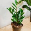 Green Zamioculcas Plant Pot paint by numbers