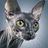 Grey Sphynx paint by numbers